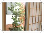 1階の和室は客間に利用。障子の向こうは自慢のパテオ。