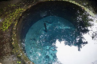 柿田川の湧水群と柿田川公園...自然が豊富な柿田川公園は地域住民の憩いの場所です