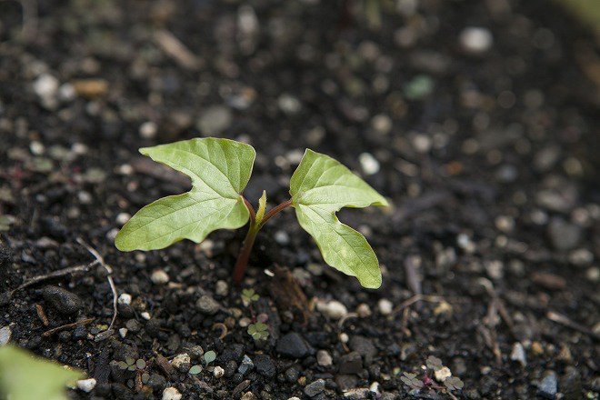 お庭のプランターには、奥様が植えた種から小さな芽が!