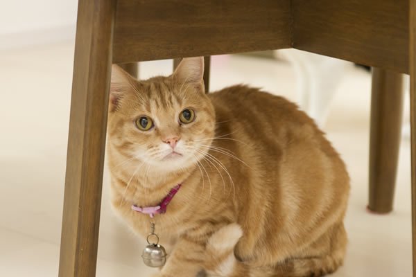 猫たちも新しいお家で毎日が快適