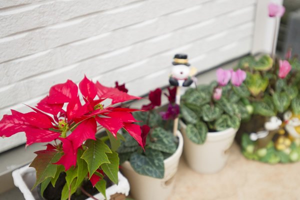 玄関先には季節のお花。裏庭のガーデニングもこれからの楽しみのひとつ