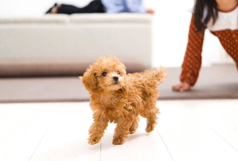 戸建てに引っ越したことで、ペットも自由に飼うことができるようになりました