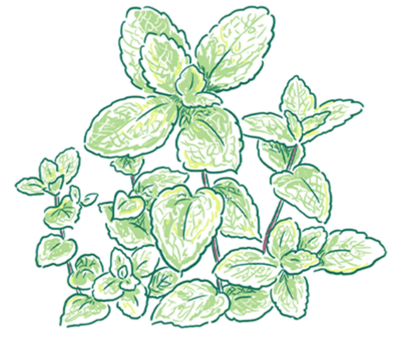ミントのイラスト