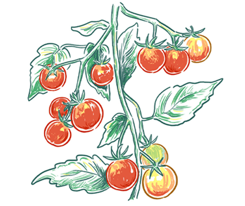 ミニトマトのイラスト
