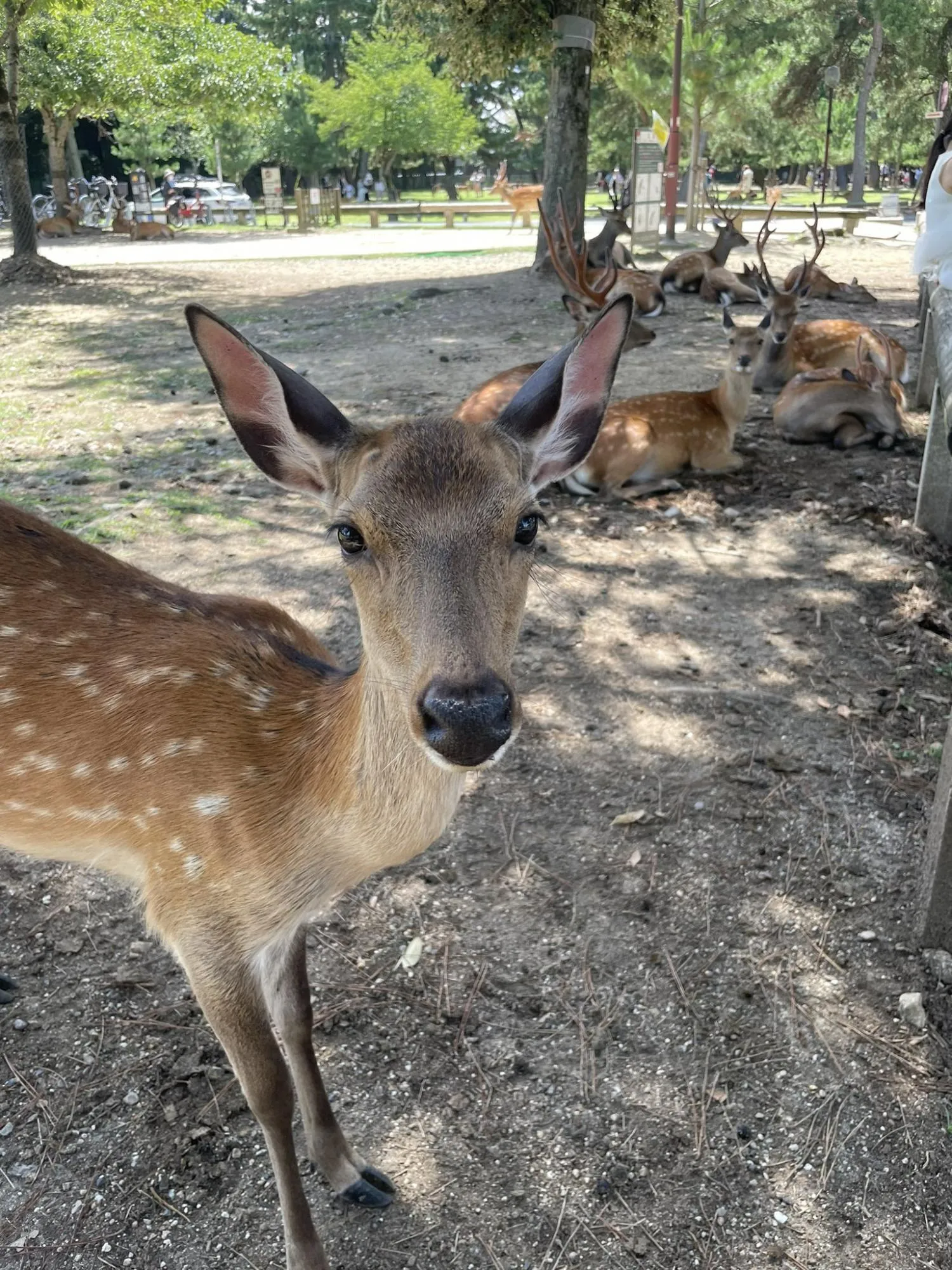奈良公園