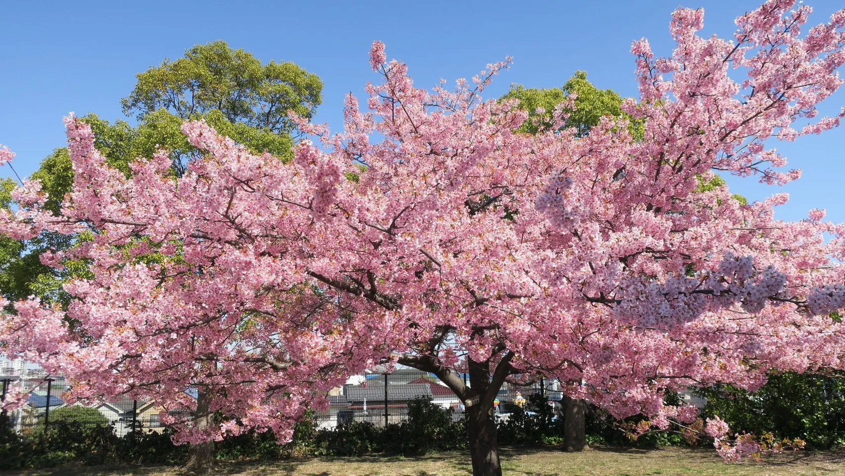 舎人公園